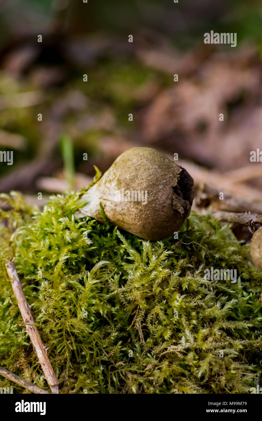 Stump Puffball Stock Photo