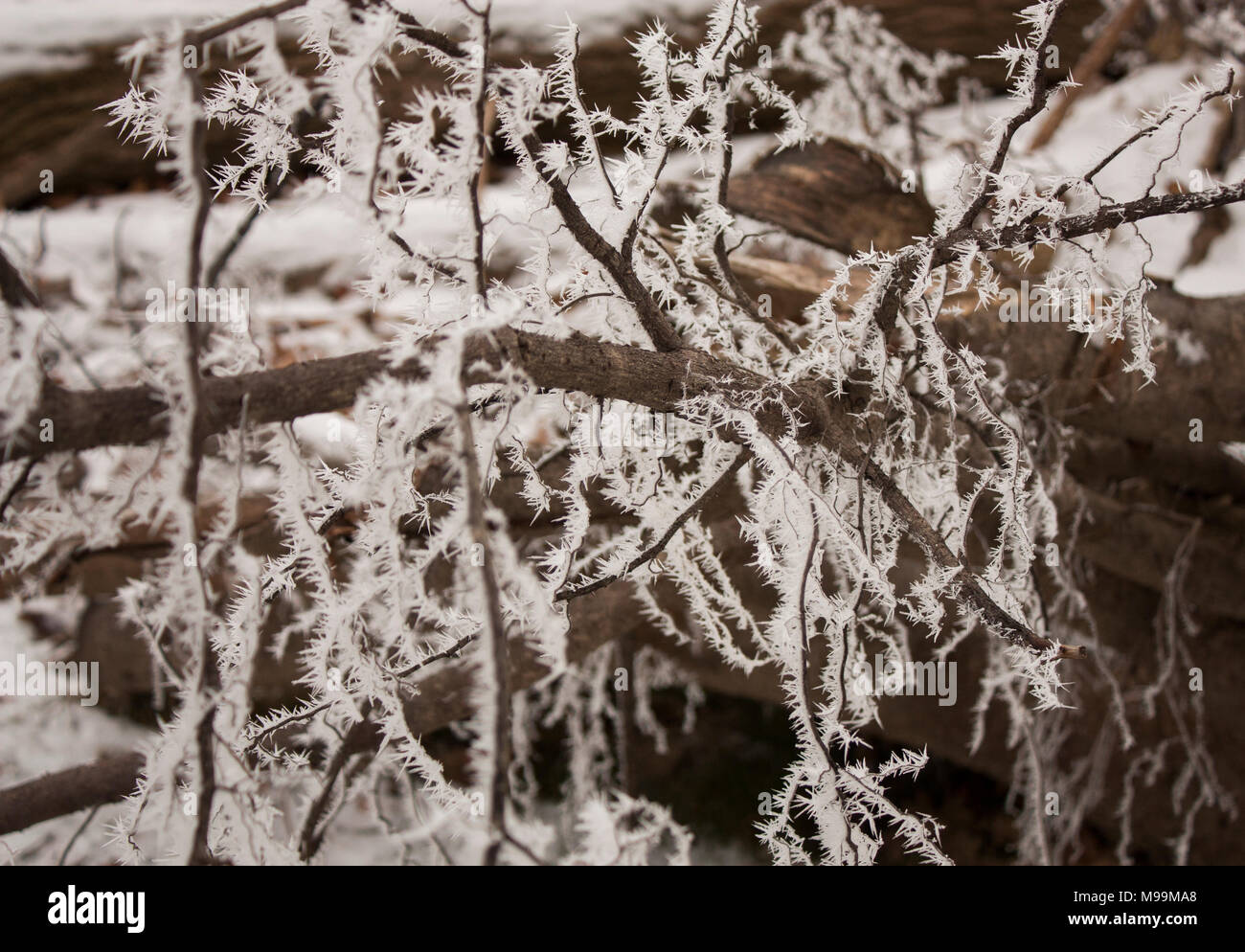 Hoar Frost On Fallen Hi res Stock Photography And Images Alamy hoar-frost-on-fallen-hi-res-stock-photography-and-images-alamy