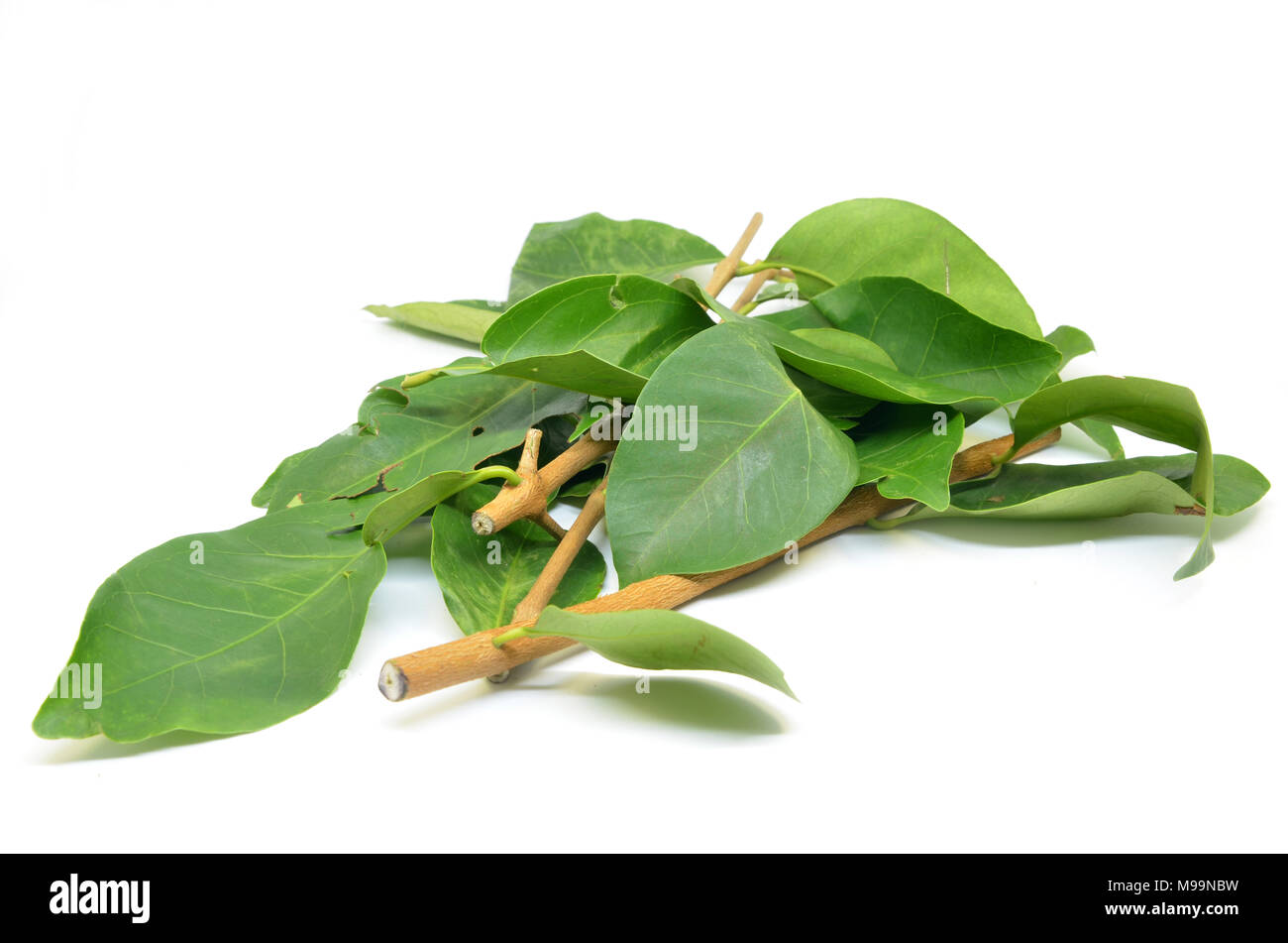 Daun Salam known as the Indonesian Bay Leaf Stock Photo Alamy