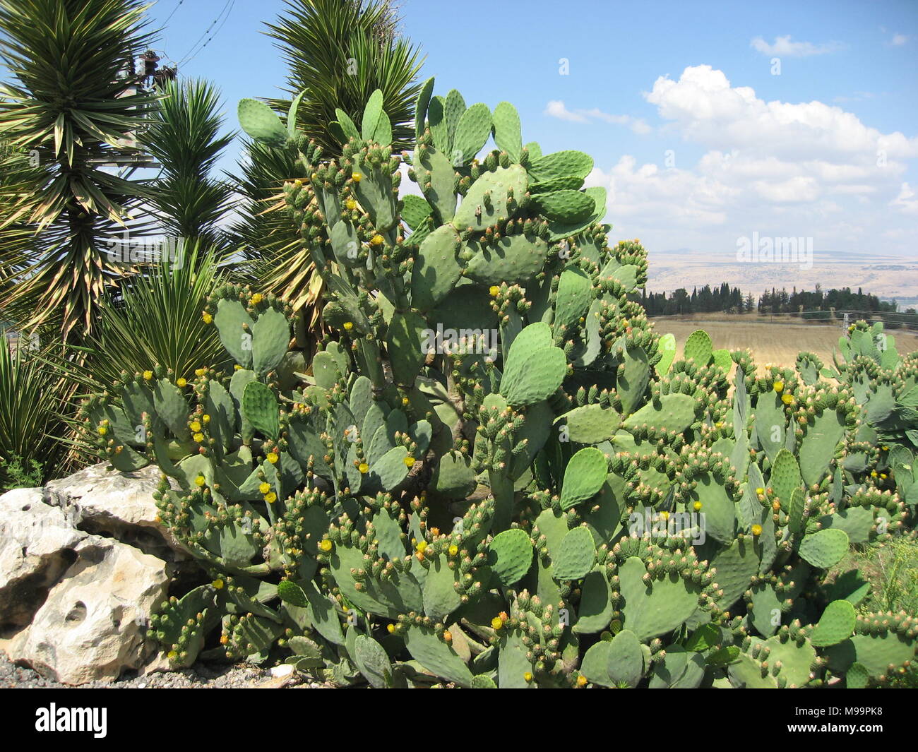 Flowering Prickly Pear Cactus in Israel Stock Photo