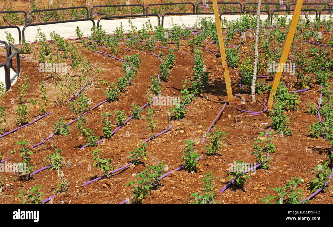 Save water Drip irrigation hoses in a new public park in Jerusalem