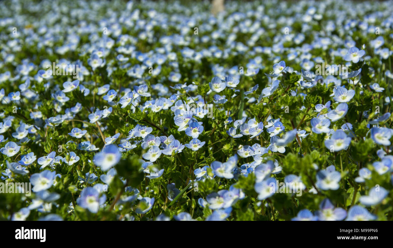 Veronica chamaedrys, germander speedwell, bird's-eye speedwell, meadow spring blue flower Stock Photo