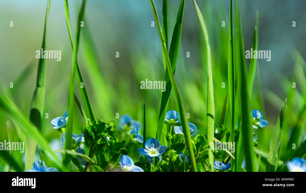 Grass, Veronica chamaedrys, germander speedwell, bird's-eye speedwell, meadow spring blue flower Stock Photo