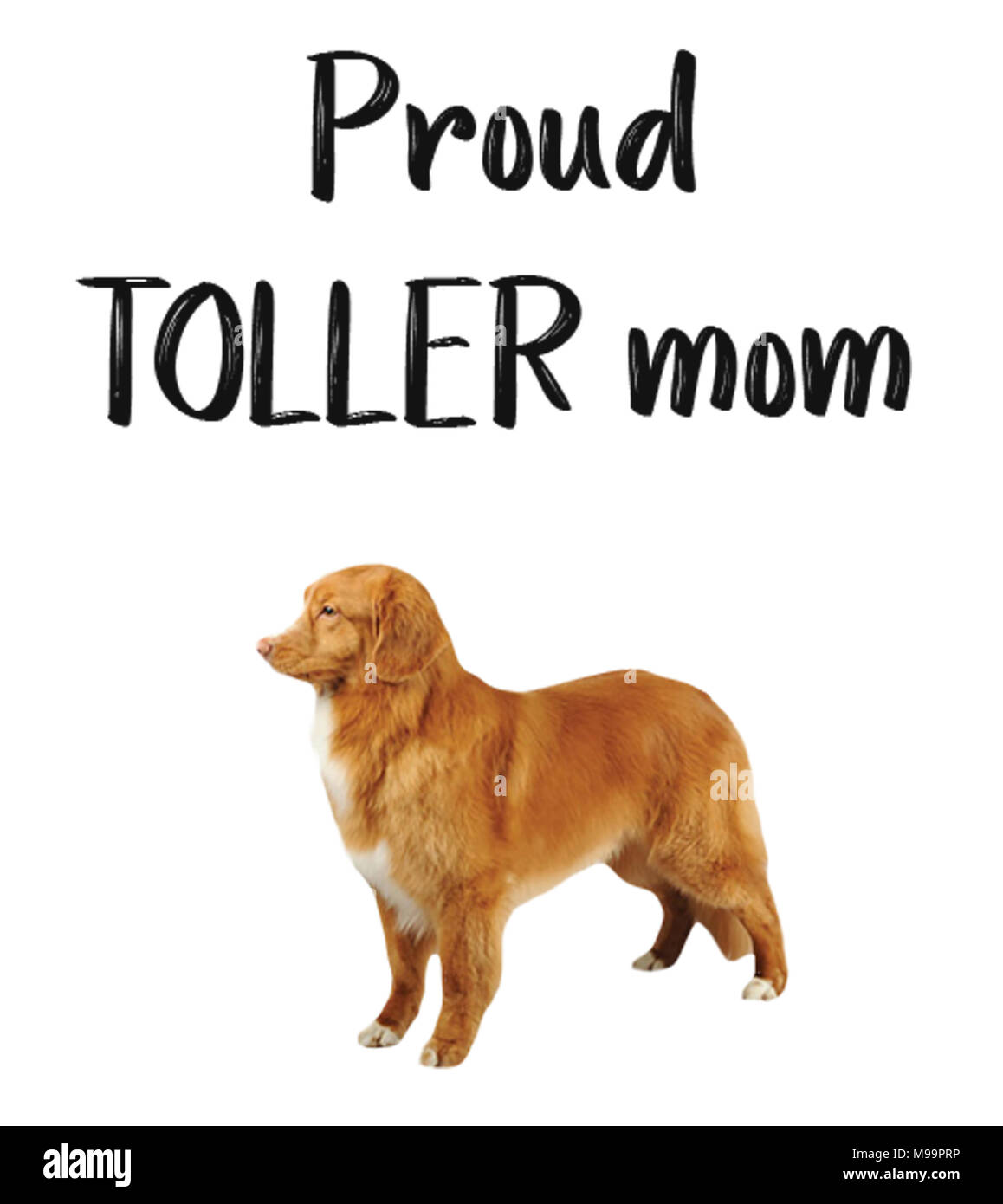 Proud TOLLER mom Stock Photo
