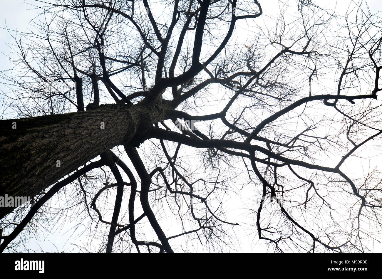Dried tree branch in autumn season and blue sky Stock Photo