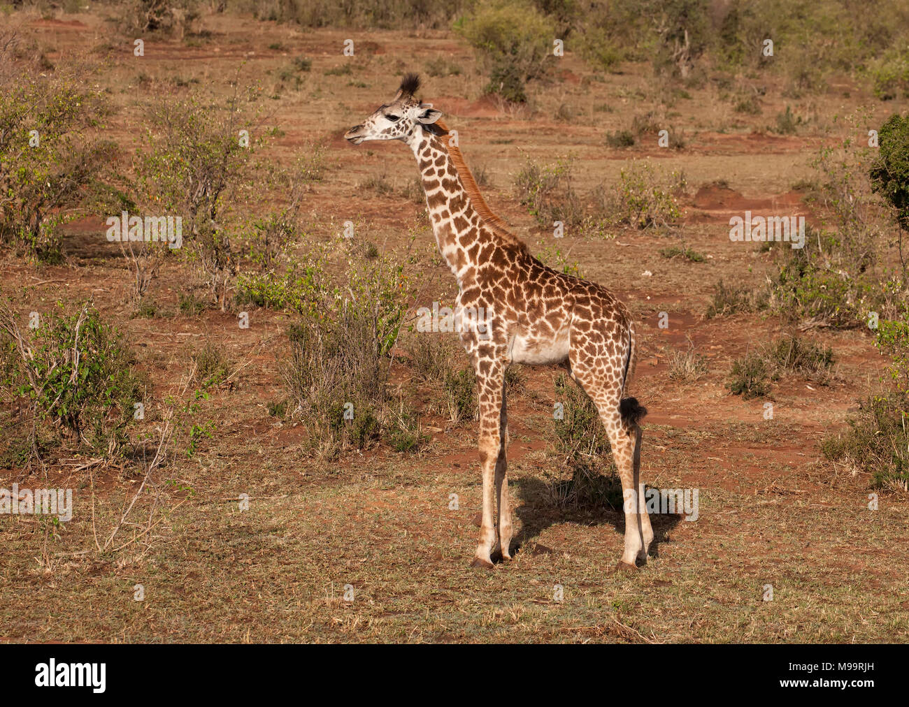 Giraffe Masai Giraffe Hi res Stock Photography And Images Alamy giraffe-masai-giraffe-hi-res-stock-photography-and-images-alamy