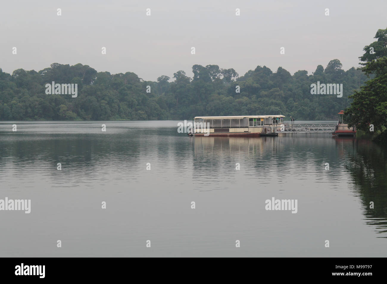 The beauty of wildlife, Lake in Singapore Zoo Green nature Stock Photo