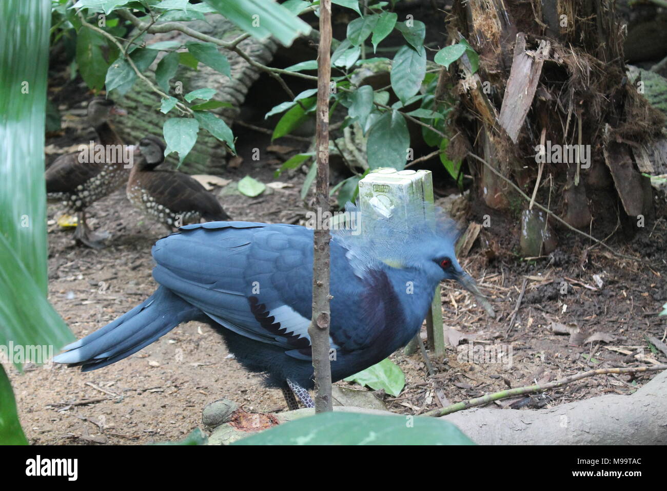 Blue bird in Singapore Zoo Animal background Stock Photo
