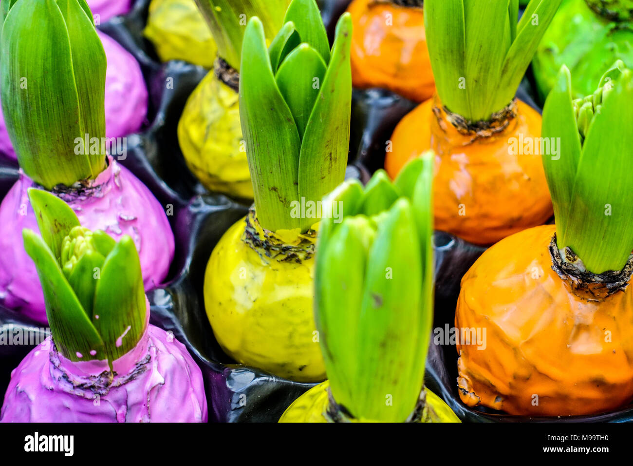 Wrapped hyacinth bulbs grow bud Hyacinth shoots Stock Photo
