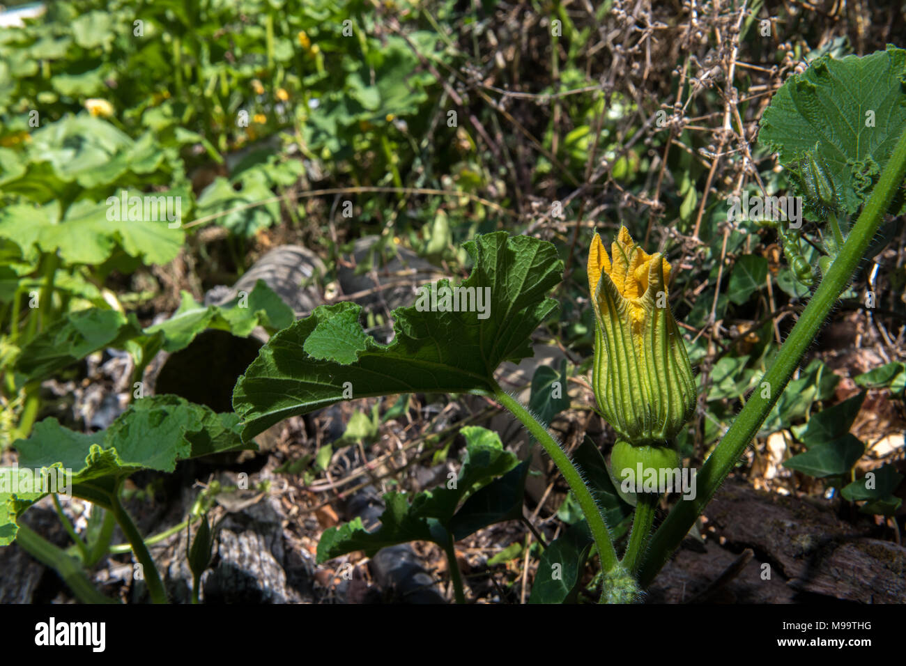 Female Pumpkin flower waitng for insects Stock Photo