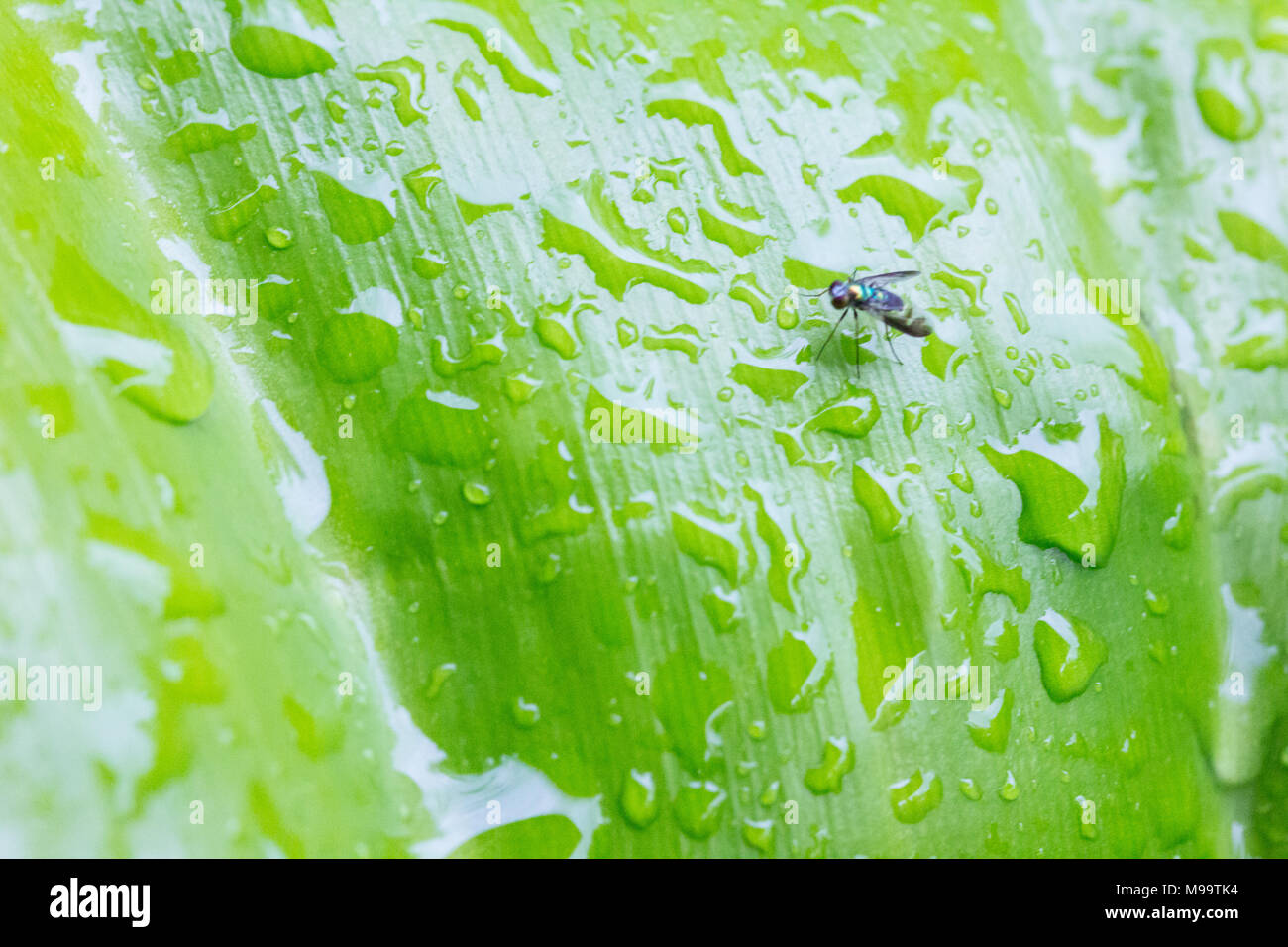 Green leaves with water drops in the morning Stock Photo - Alamy