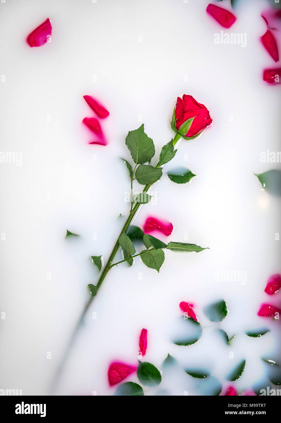 Red Roses Floating On Milk Stock Photo