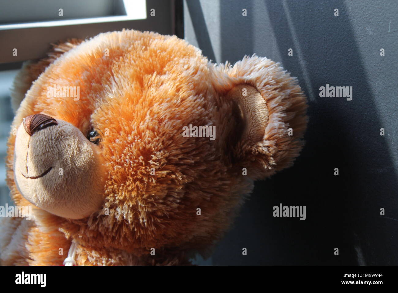 toy teddy isolated on white background Stock Photo