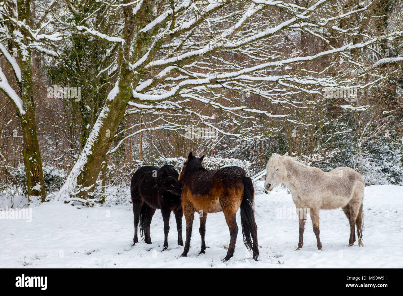 New Forest ponies in a snow covered New Forest National Park, Hampshire, England Stock Photo