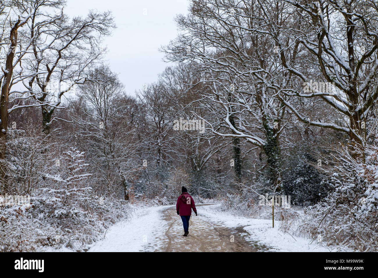 Woman walking along a snow covered path in the New Forest National Park, Hampshire, England Stock Photo