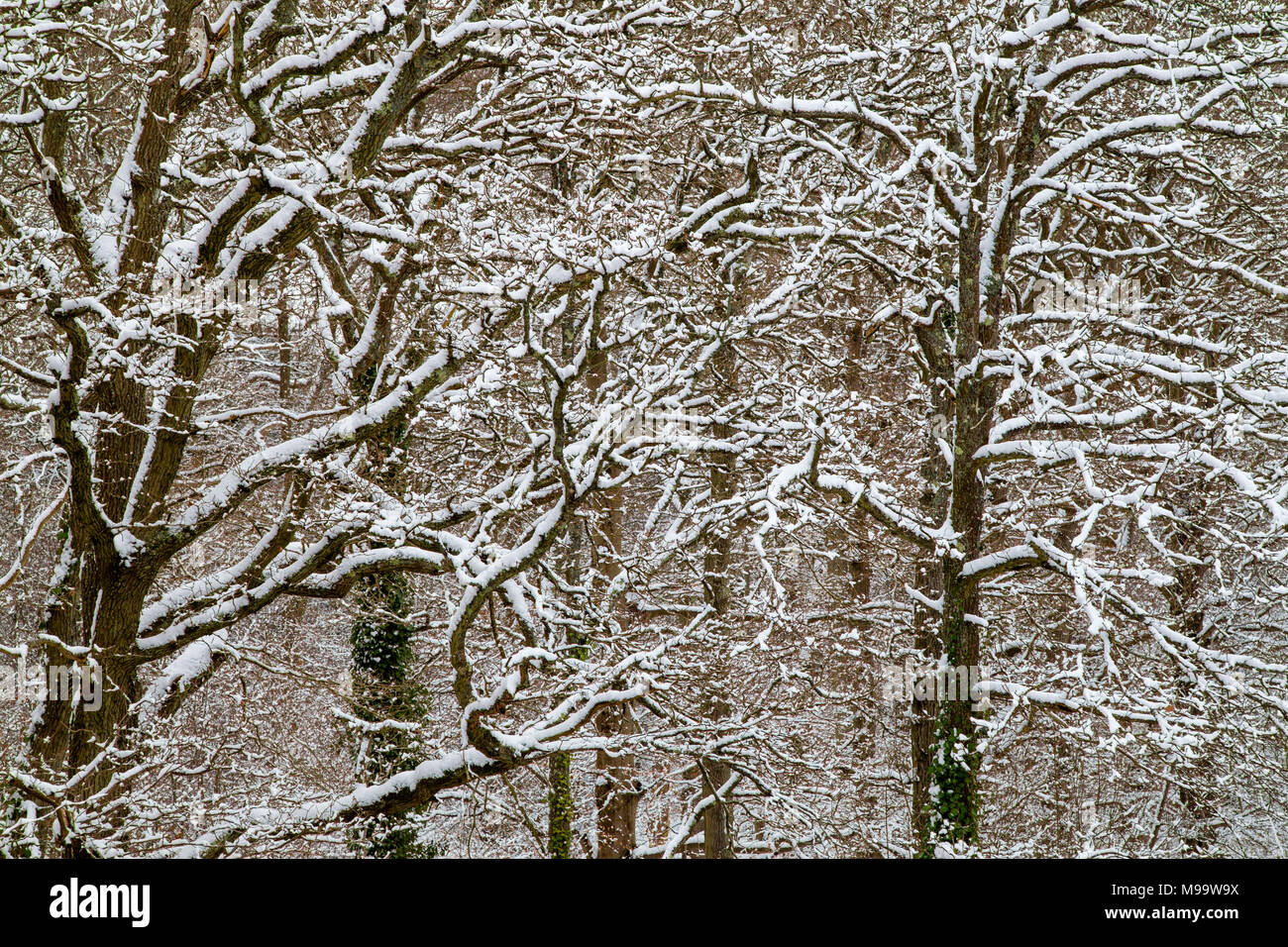 Snow covering tree branches in the New Forest National Park Stock Photo