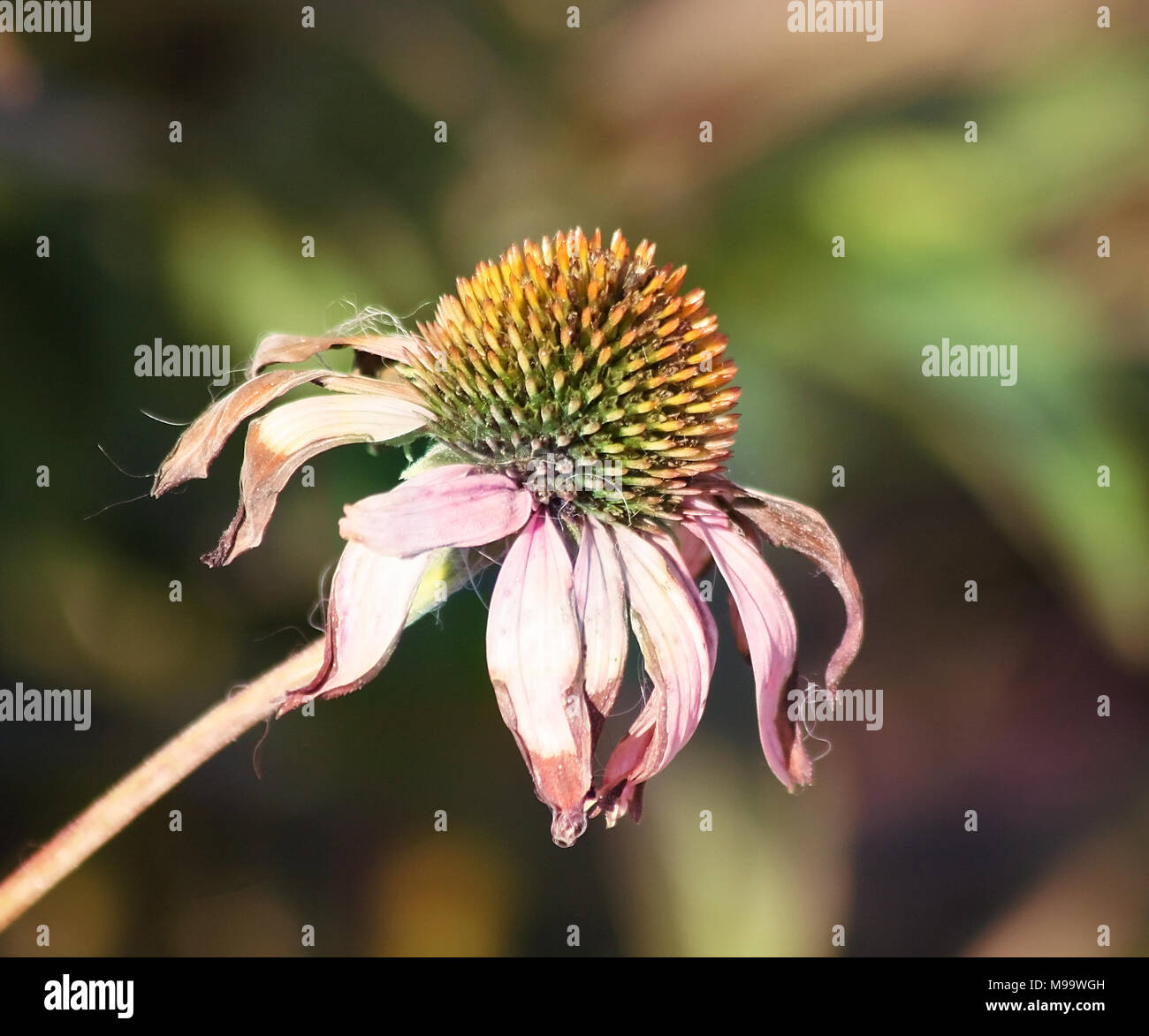 One Coneflower at the end of summer.  Petals are faded and withered and seeds are full and ready to fall Stock Photo