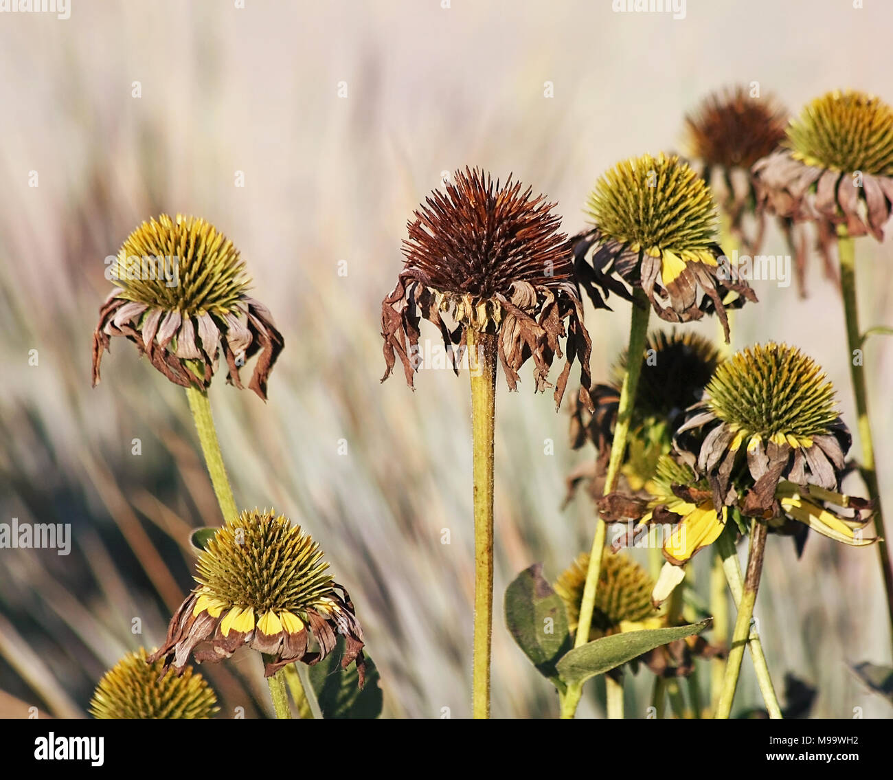 A garden of Coneflowers at the end of summer.  The Petals are dried and withered now but the seeds are full and ready to drop Stock Photo