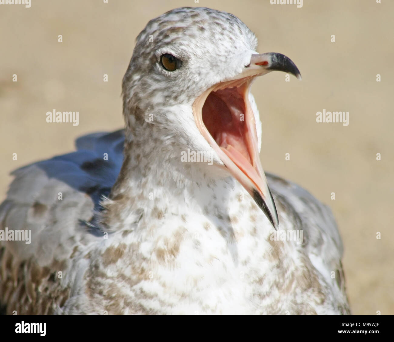 Seagull squawking very loud with its beak wide open Stock Photo