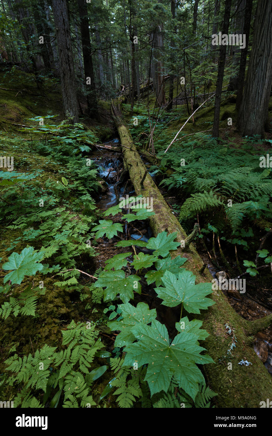 Rain forest in Revelstoke, British Columbia, Canada Stock Photo Alamy