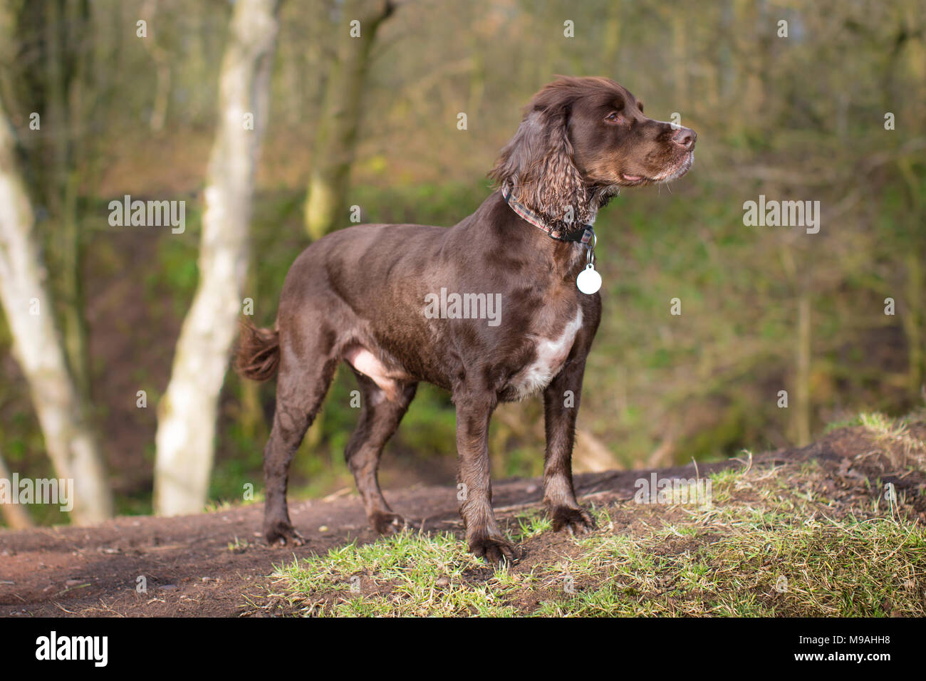 Cocker Spaniel Dog Standing Stock Photos Cocker Spaniel Dog