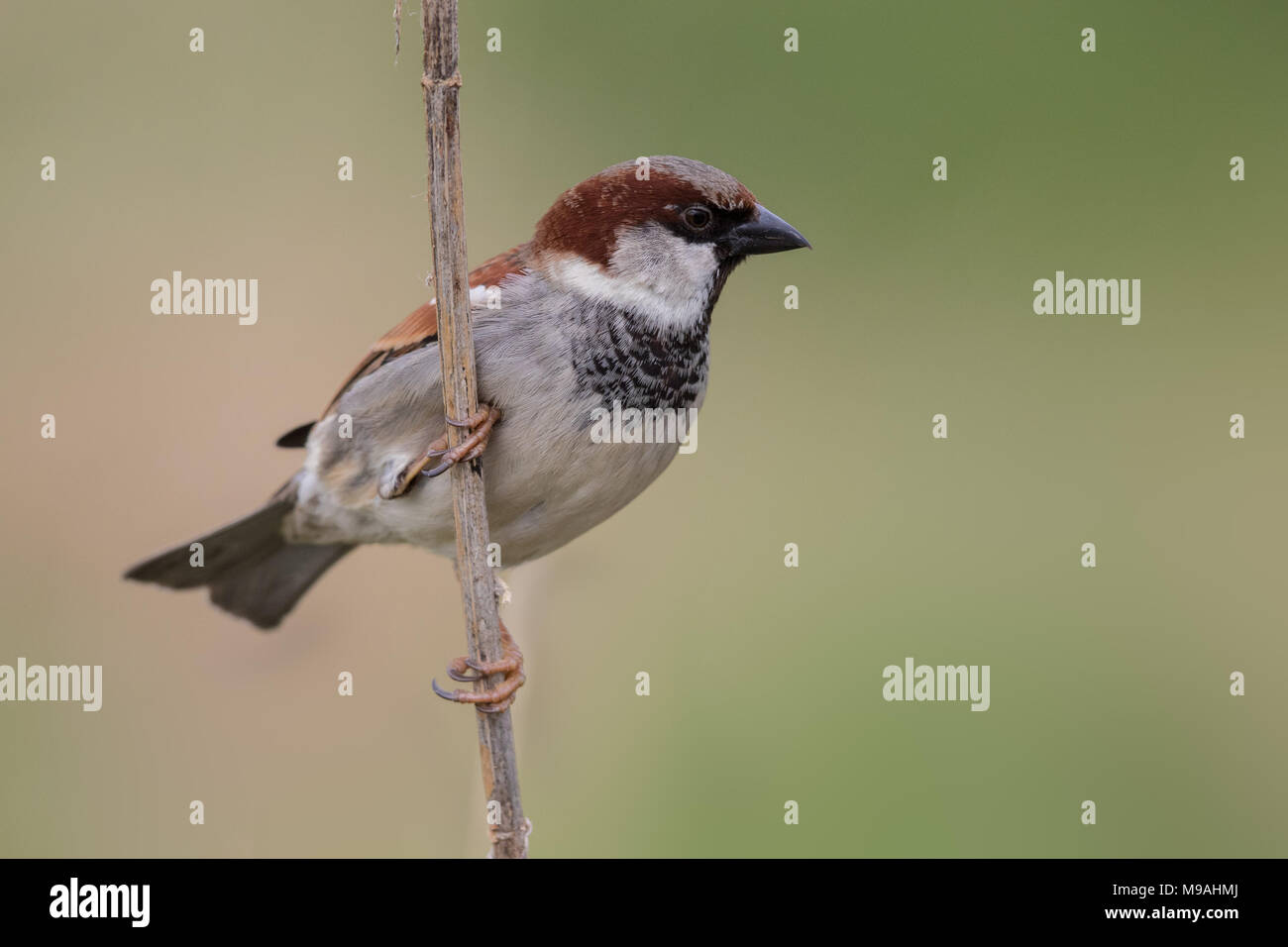 House sparrow male looking for food Stock Photo Alamy
