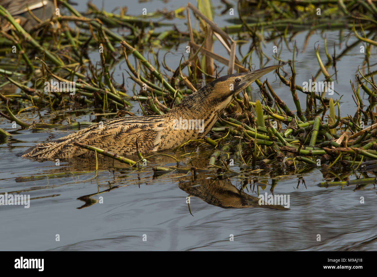 Eurasian Bittern stalking along reed bed Stock Photo - Alamy