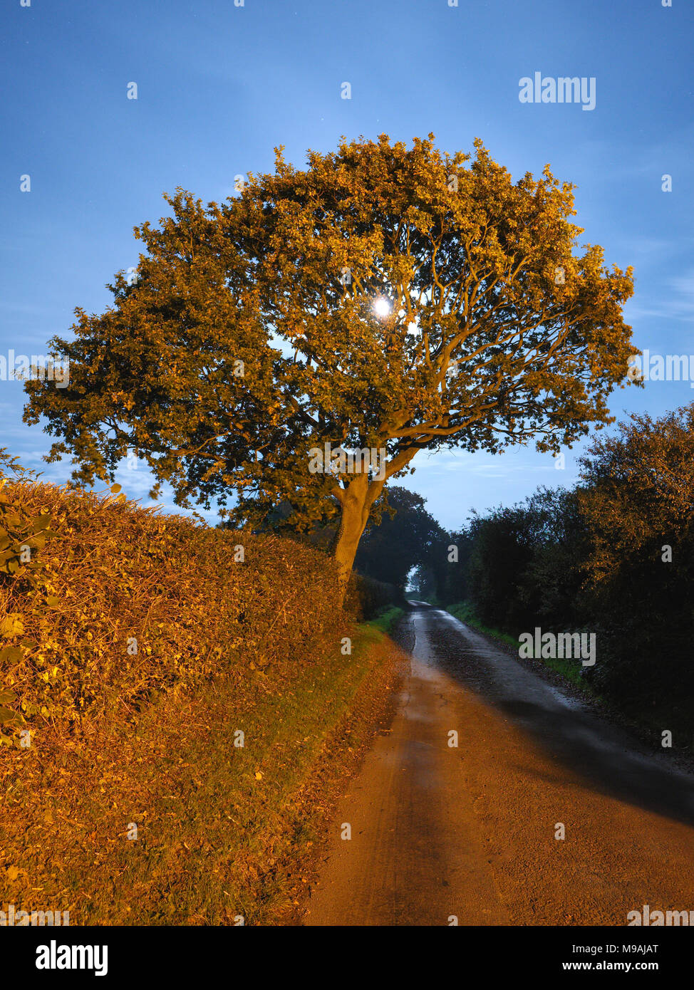 Oak tree at night illuminated by street lighting and moonlight Stock