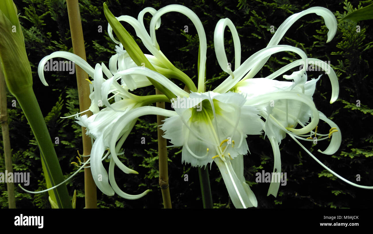 Crinum Hymenocallis Flower ismene amaryllis Stock Photo