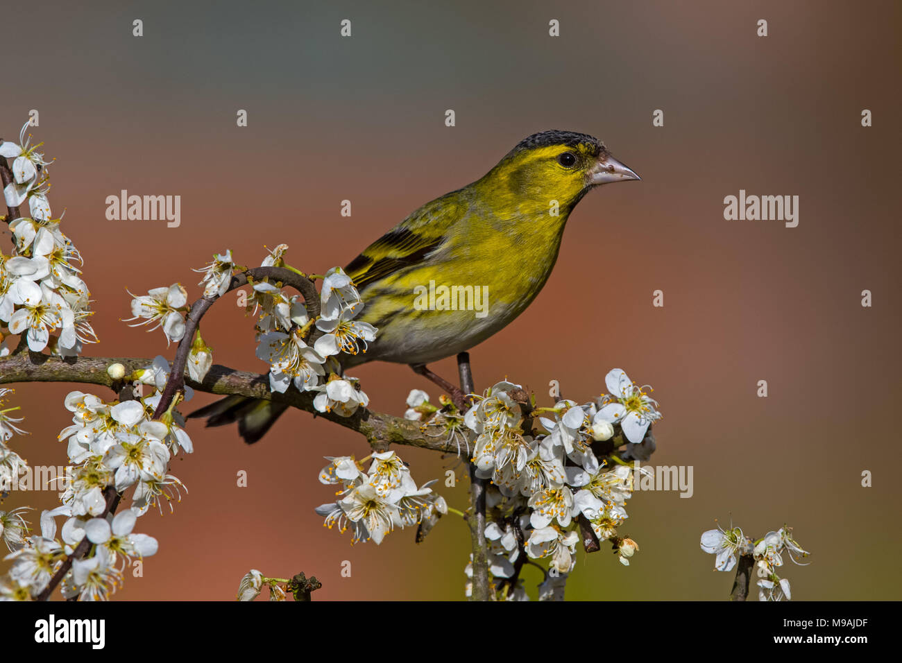 Siskin perched on hawthorn Stock Photo