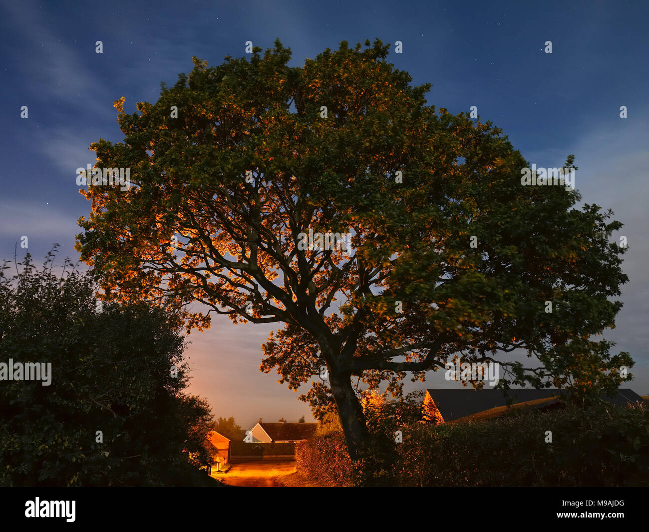 Oak tree at night illuminated by village streetlights Stock Photo Alamy