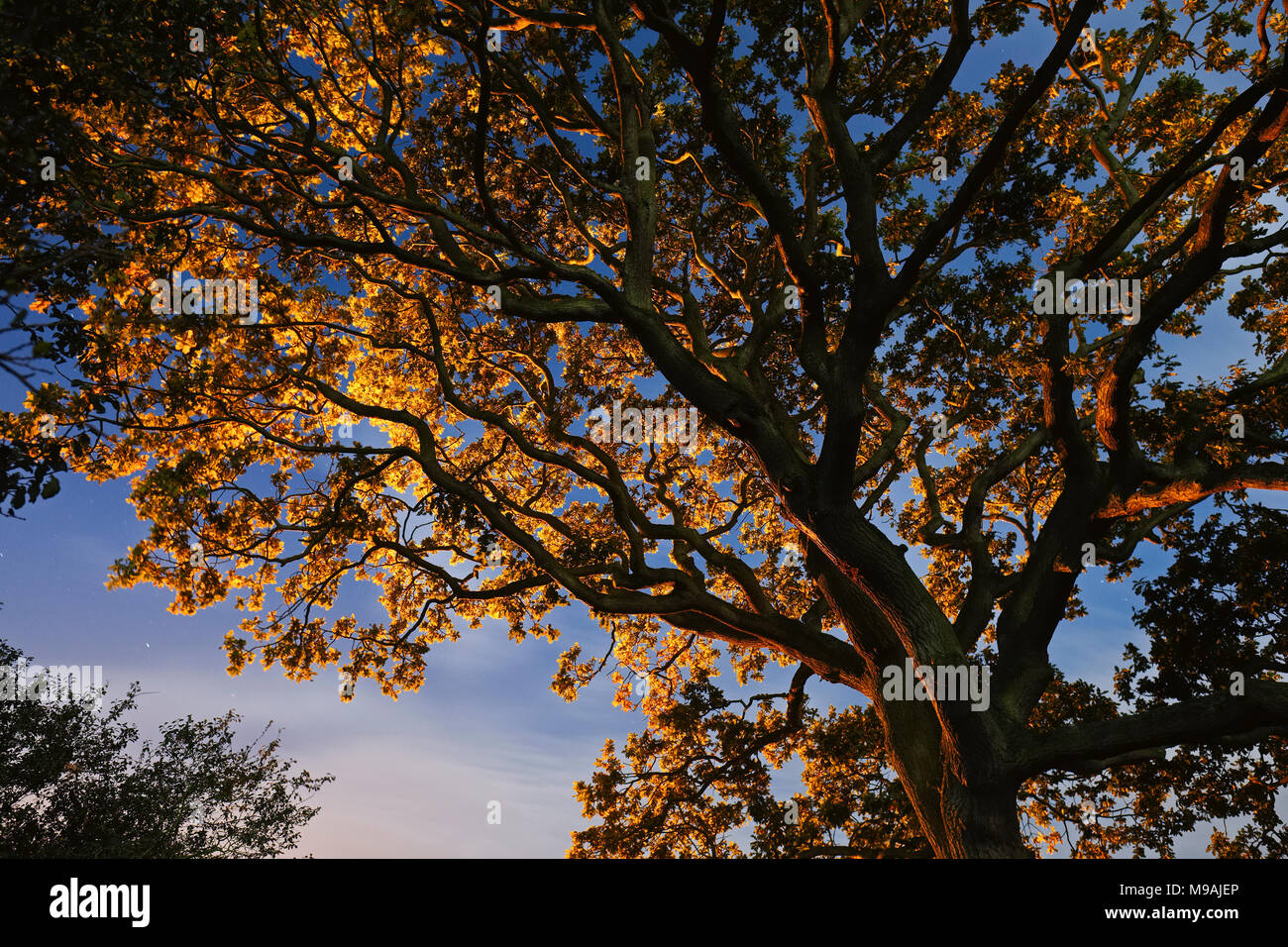 Oak tree at night illuminated by village streetlights Stock Photo Alamy