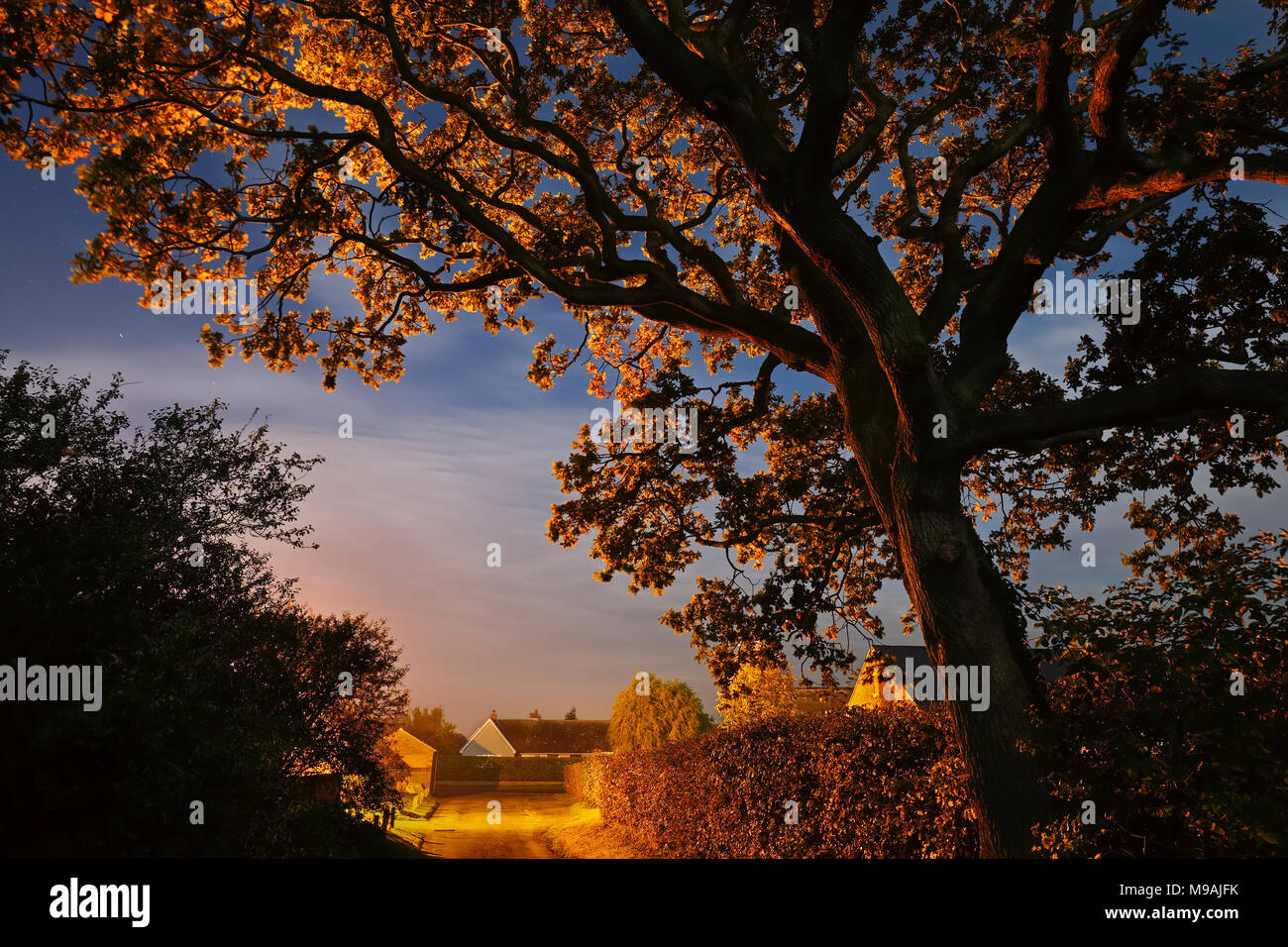 Oak tree at night illuminated by village streetlights Stock Photo Alamy