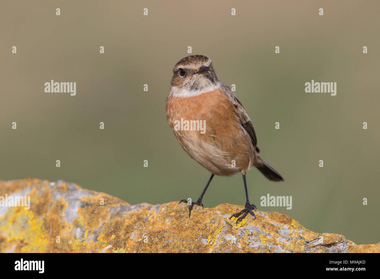 Rock comun hi-res stock photography and images - Alamy