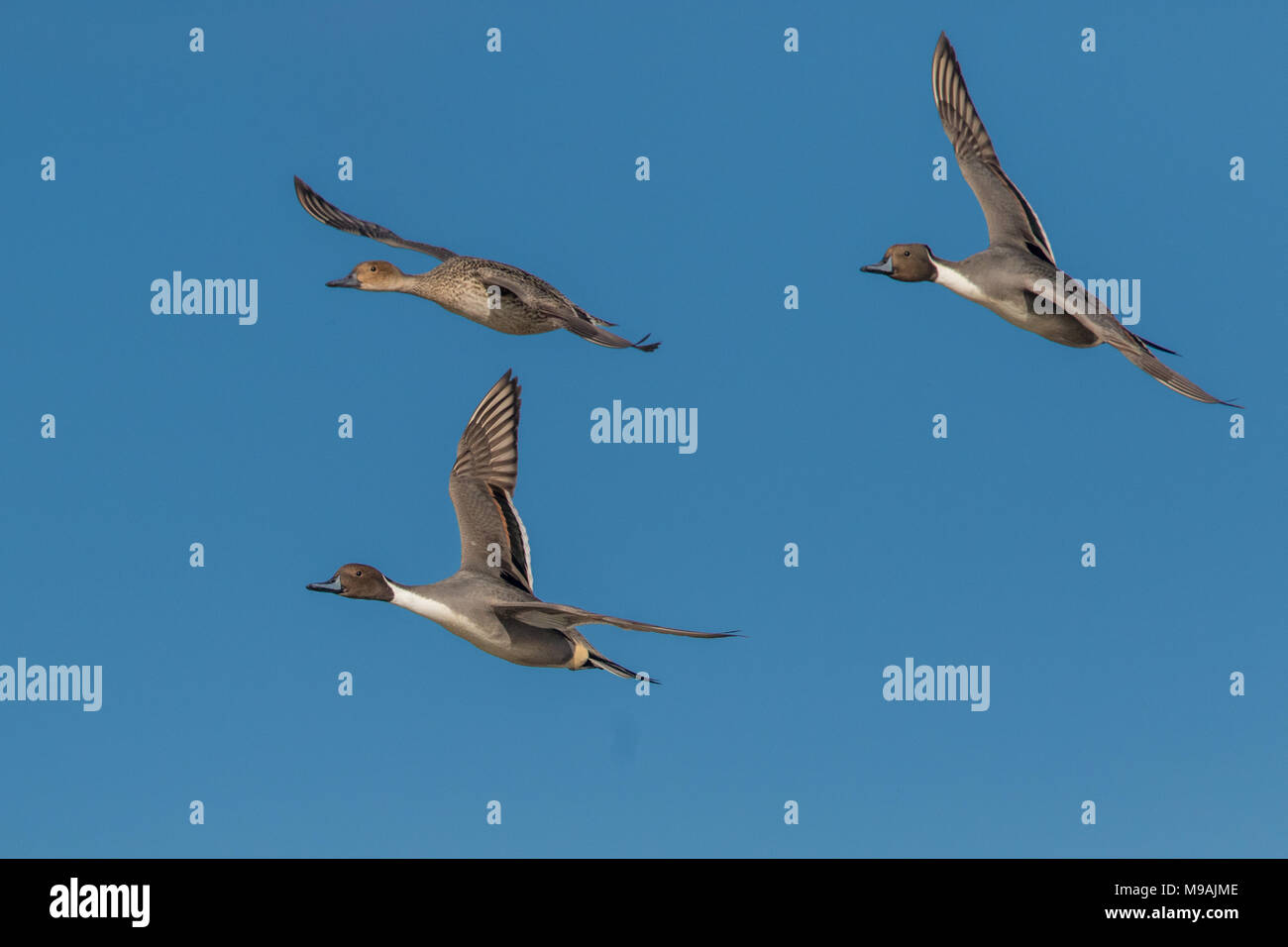 Northern Pintail goup in formation flight Stock Photo