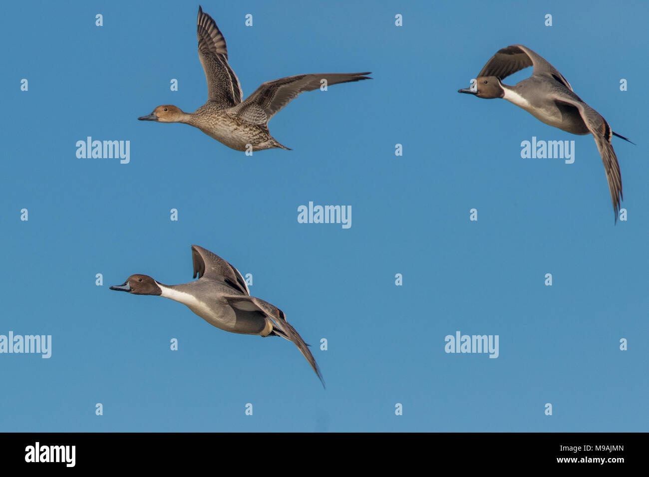 Northern Pintail goup in formation flight Stock Photo