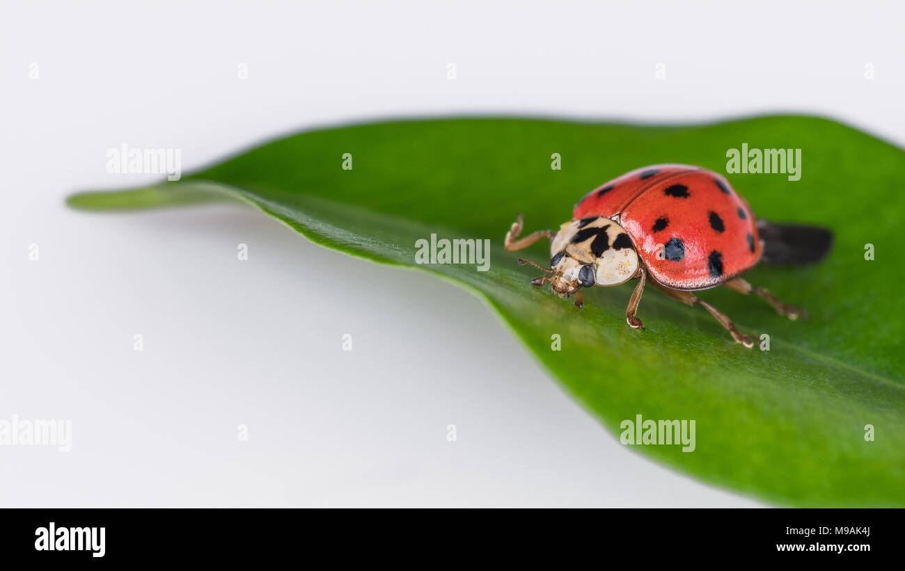 Cute ladybug on a green leaf. Harmonia axyridis. Beautiful close-up of the black spotted ladybeetle on natural leaflet with a white background. Stock Photo