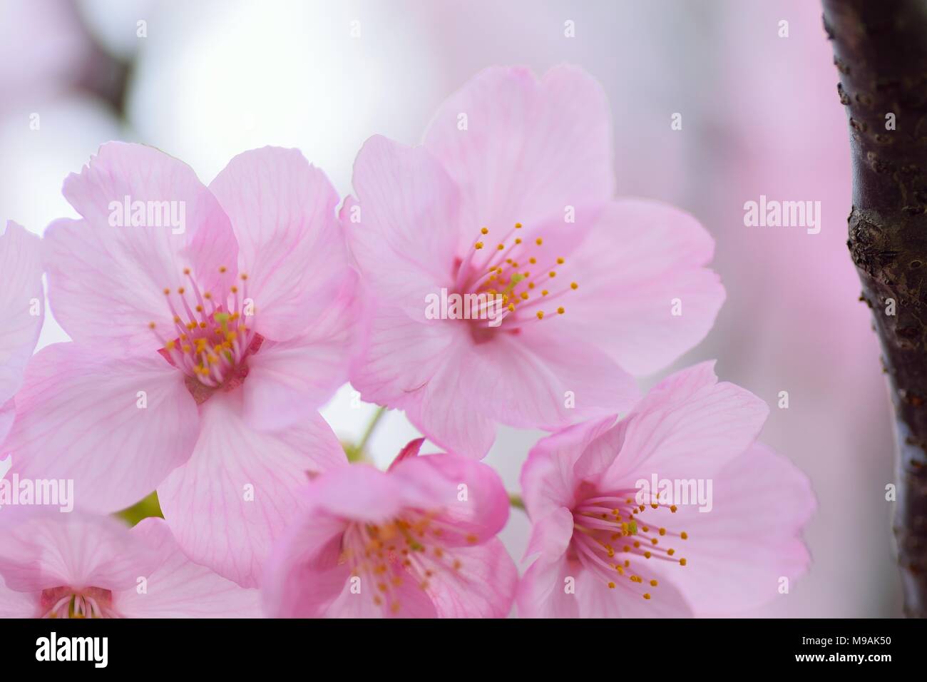 Macro texture of Japanese Pink Cherry Blossoms Stock Photo - Alamy
