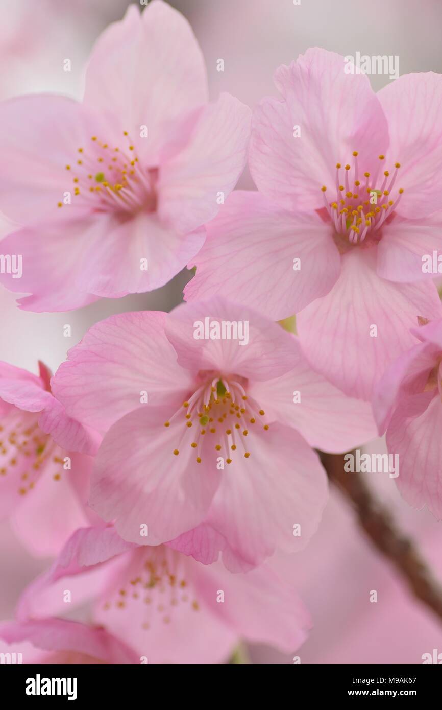 Macro texture of Japanese Pink Cherry Blossoms Stock Photo - Alamy