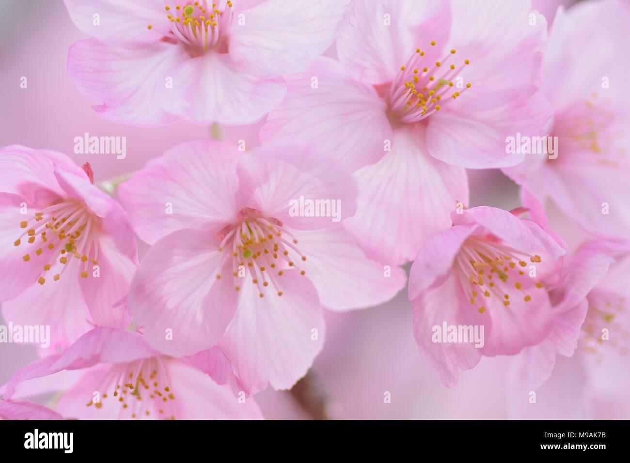 Macro texture of Japanese Pink Cherry Blossoms Stock Photo - Alamy