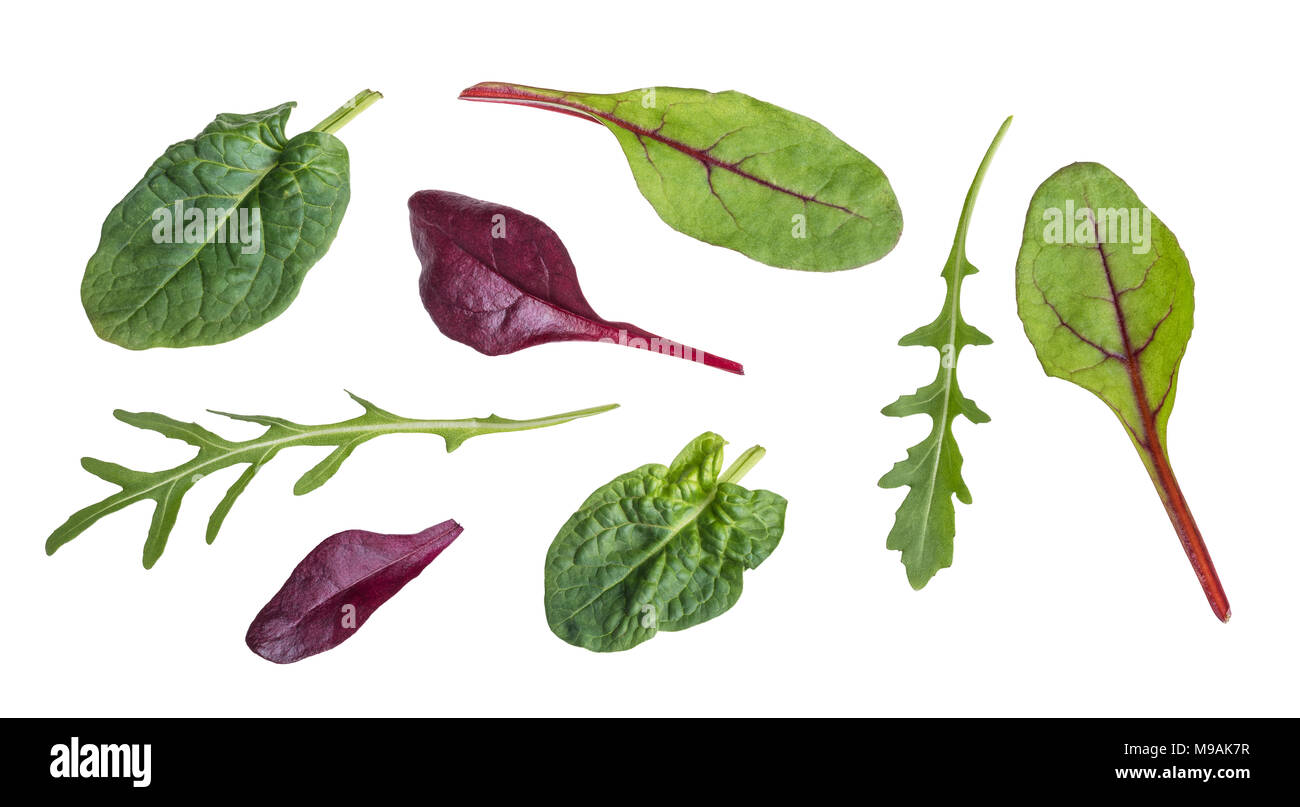 Leaf of arugula, red beet, spinach and chard. Collection of fresh
