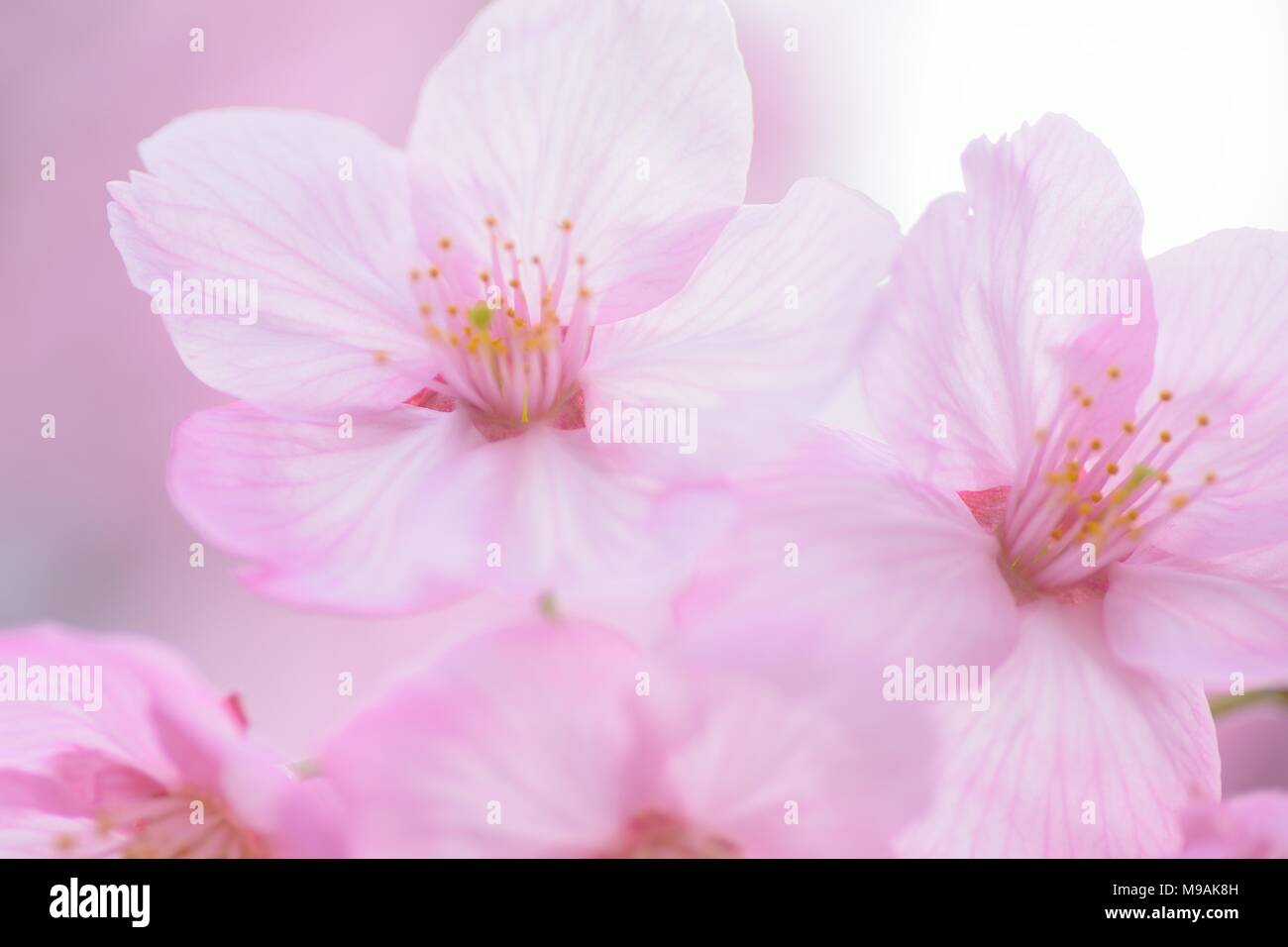 Macro texture of Japanese Pink Cherry Blossoms Stock Photo - Alamy