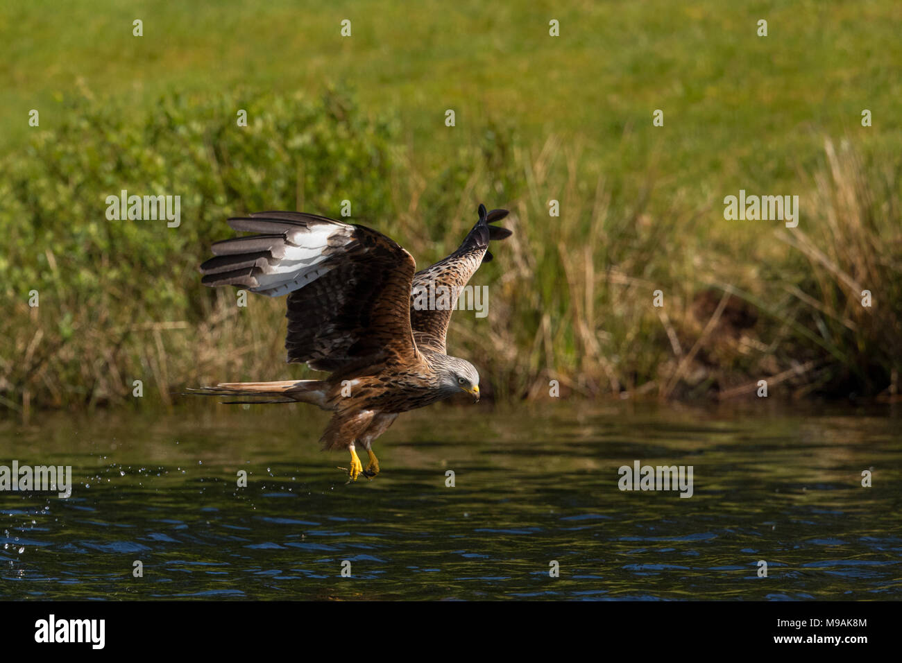 Red kite hunting over water Stock Photo Alamy