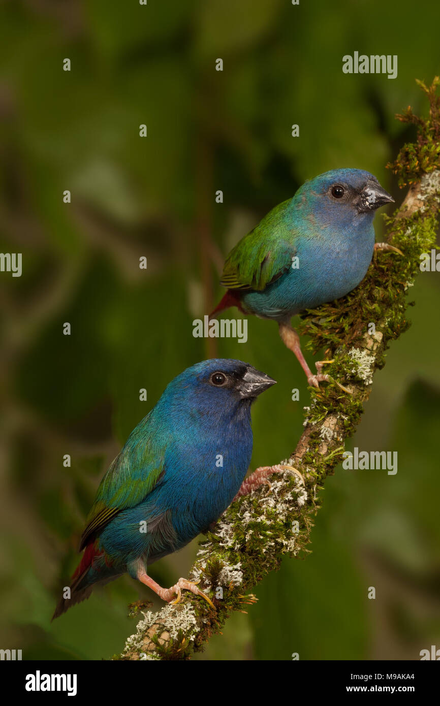 Pair of Tricolored (forbes) Parrotfinch frontal view Stock Photo