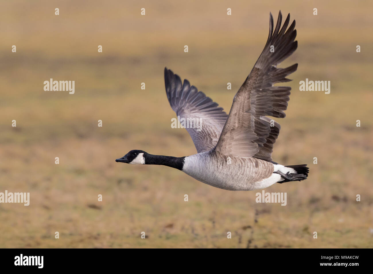 Canada Goose in flight over winter meadow Stock Photo