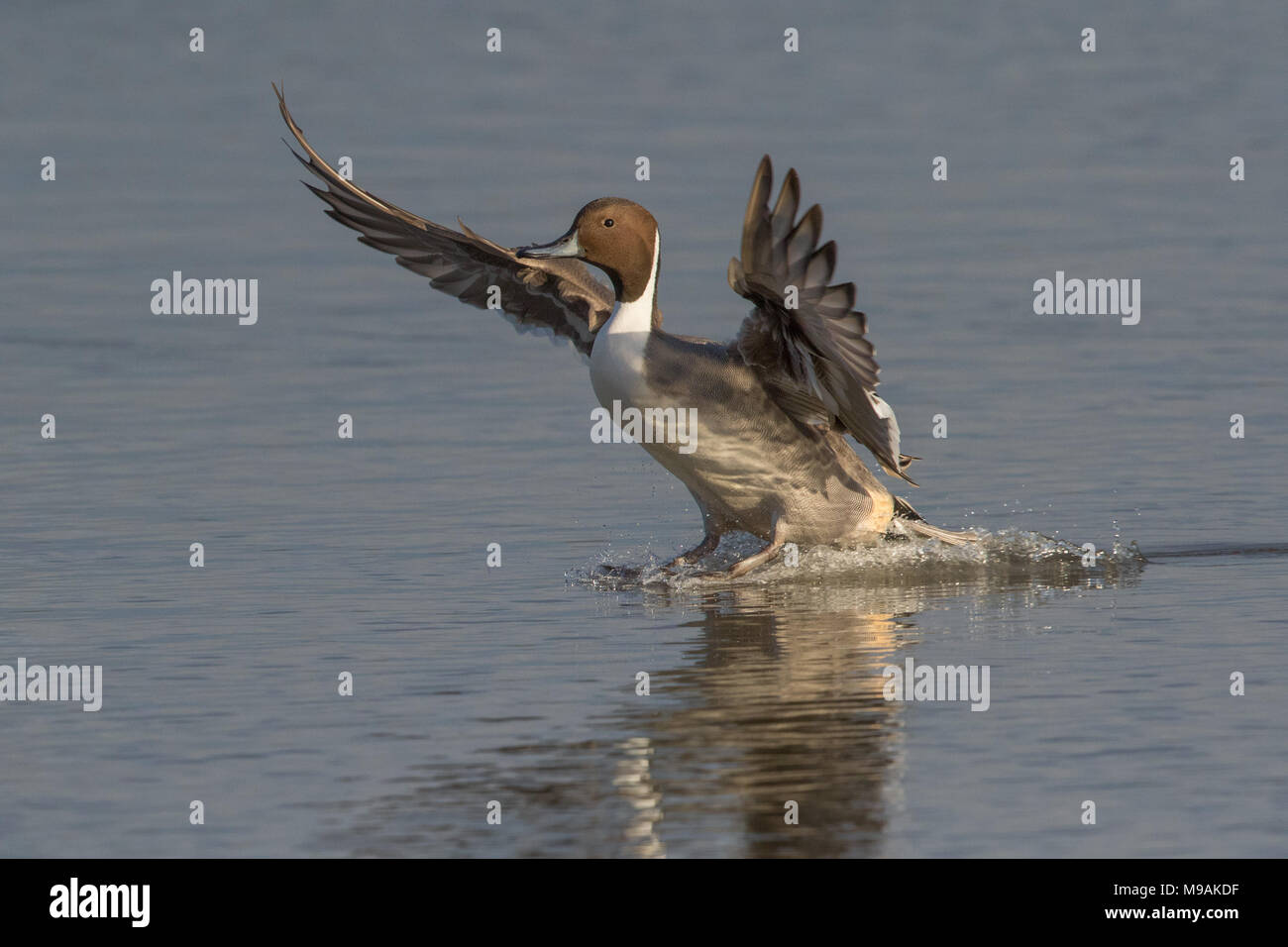 Northern Pintail landing on water Stock Photo