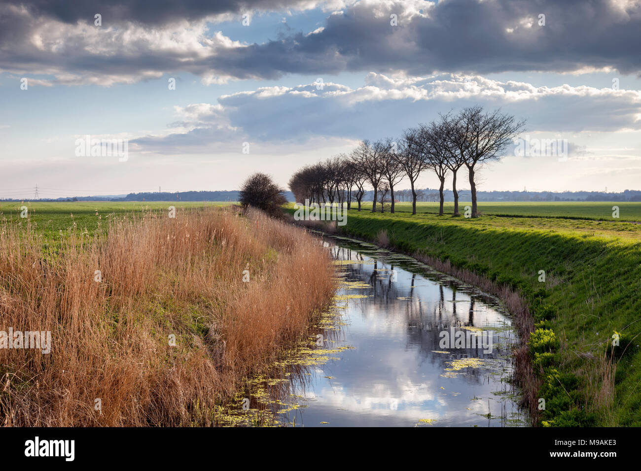 A canal on the Romney Marsh, Kent, UK with trees reflected in the water, abundant reeds and dramatic clouds above. Stock Photo