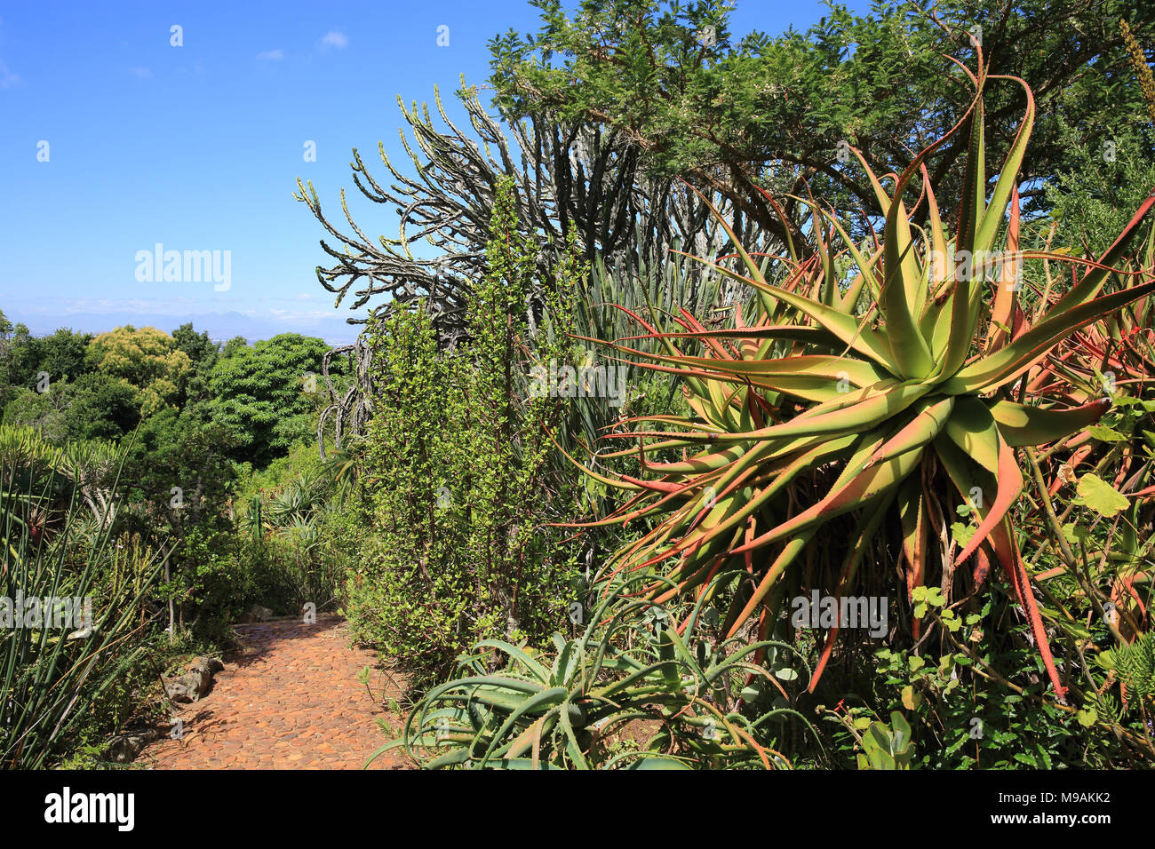 The aloes and succulents of Mathews Rockery, in Kirstenbosch Botanic Gardens, Cape Town, South