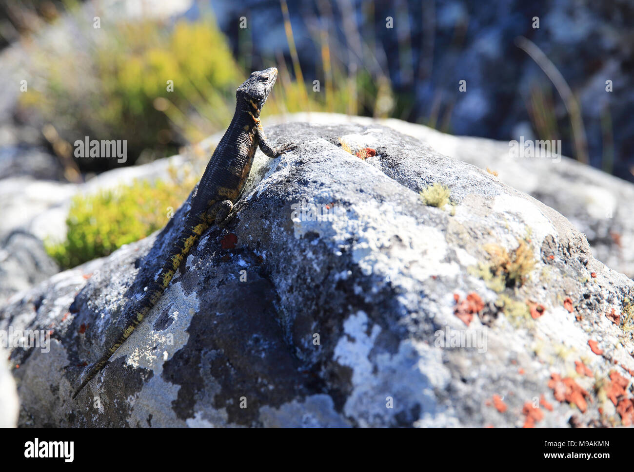 A black girdled lizard, on the top of Table Mountain, in Cape Town, South Africa Stock Photo