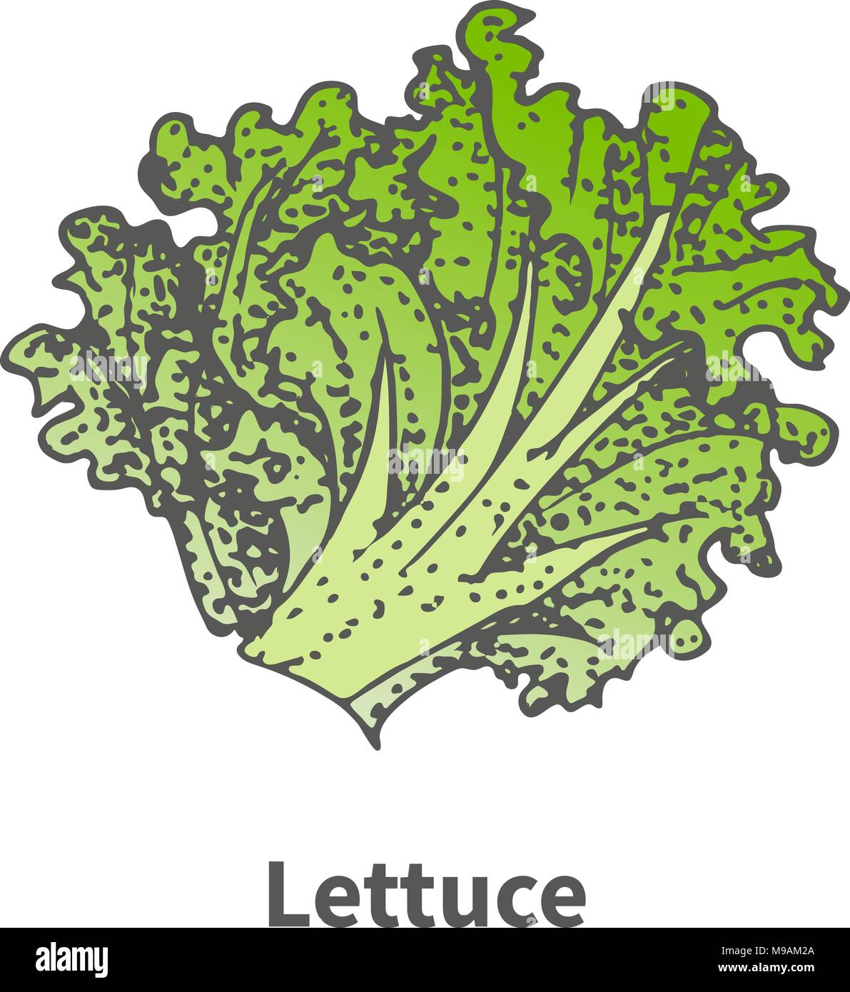 Vector sketch handdrawn green lettuce Stock Vector Image & Art Alamy
